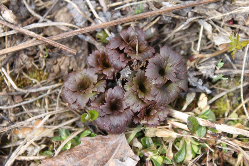 Изображение особи Trollius asiaticus.