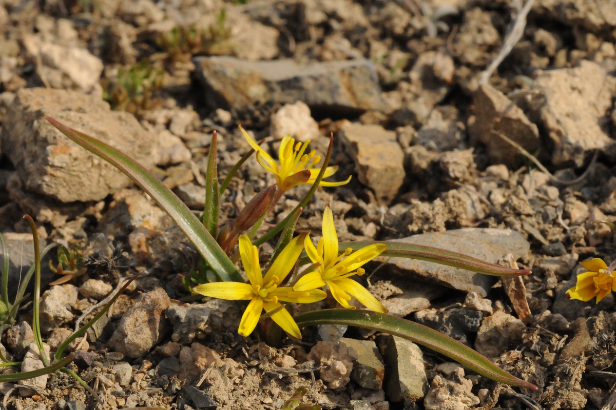 Image of Gagea pusilla specimen.