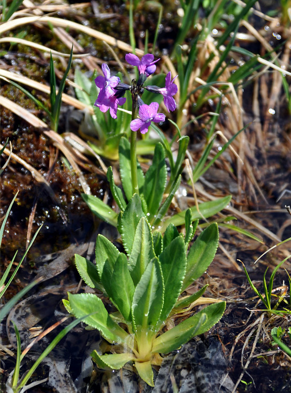 Изображение особи Primula nivalis.