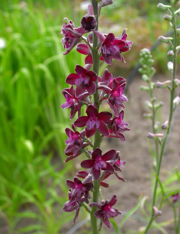 Изображение особи Delphinium puniceum.