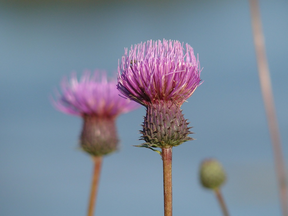 Image of Cirsium serratuloides specimen.