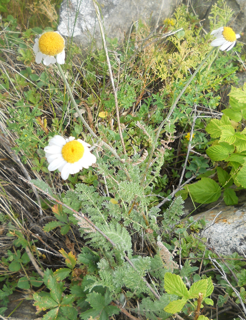 Image of Richteria pyrethroides specimen.