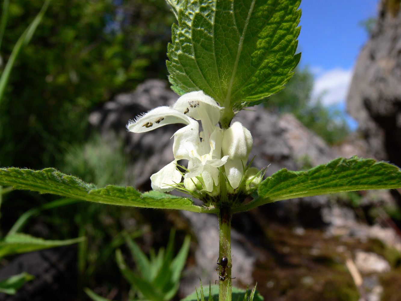 Image of Lamium album specimen.