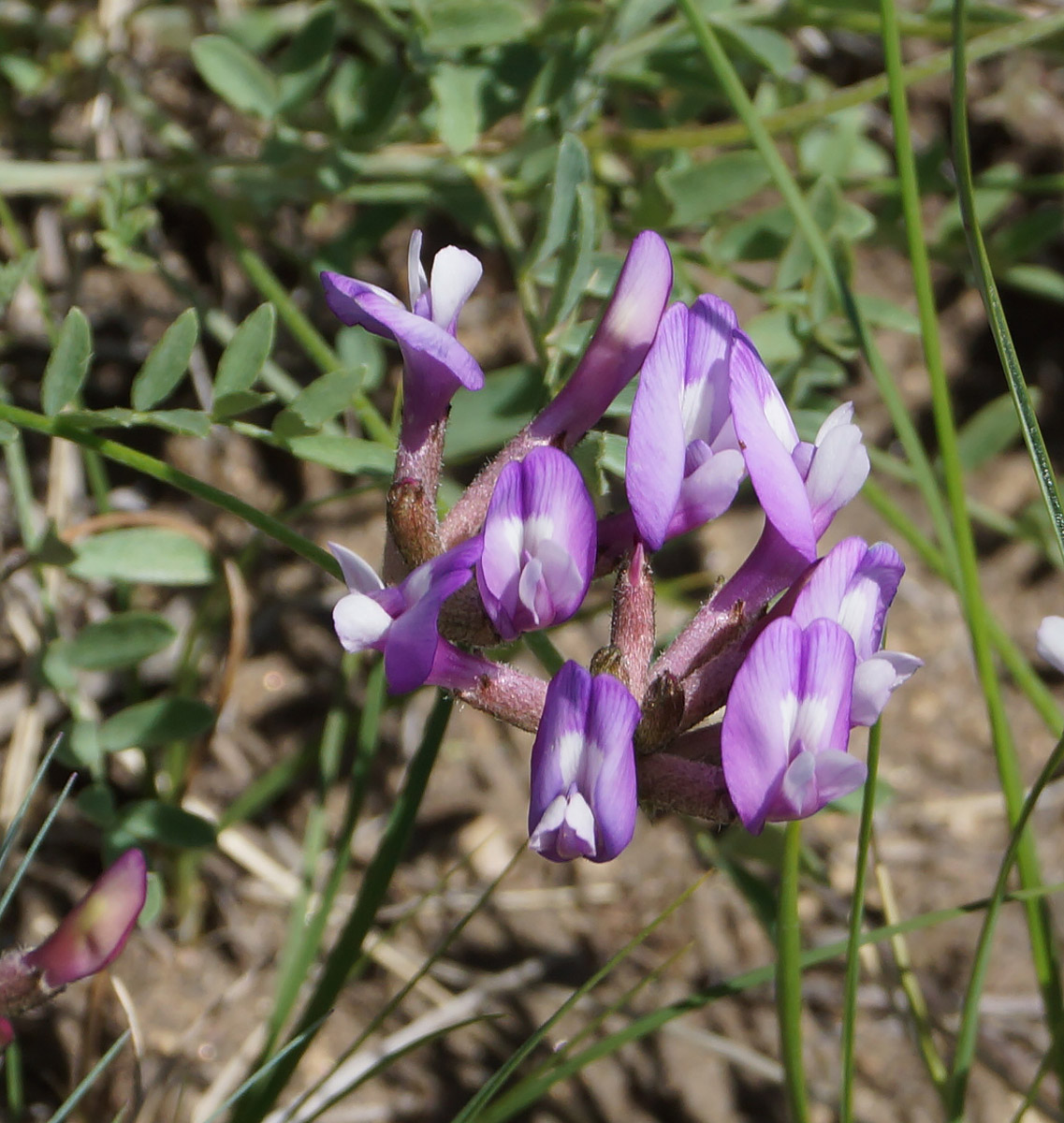 Image of Astragalus ceratoides specimen.