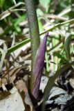 Polygonatum glaberrimum