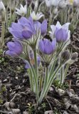 Pulsatilla patens