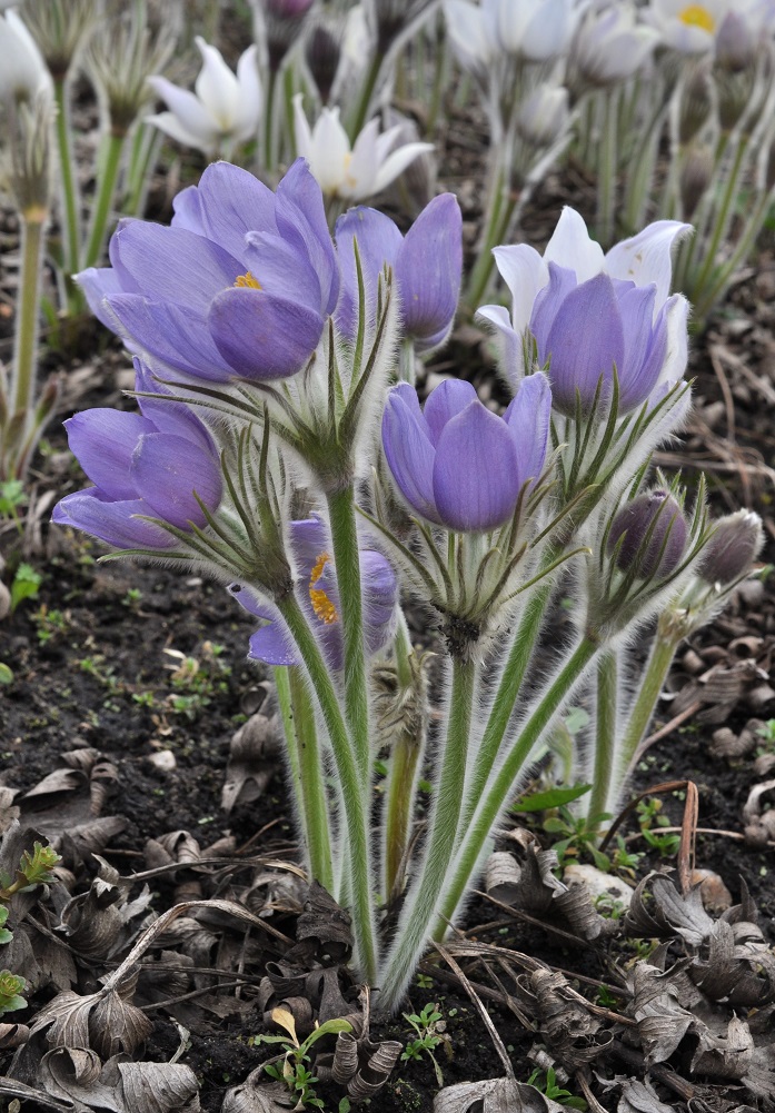 Image of Pulsatilla patens specimen.