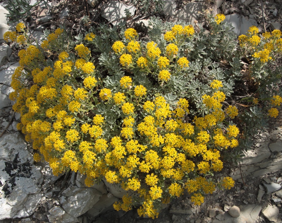 Image of Odontarrhena obtusifolia specimen.