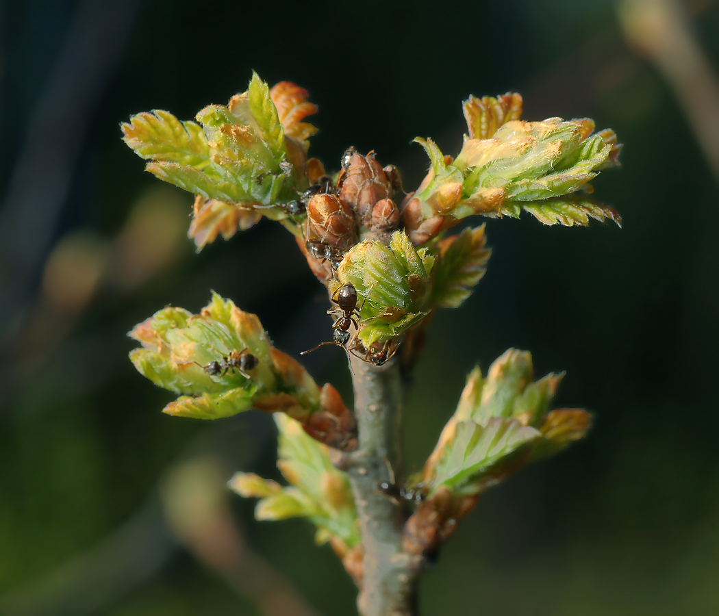 Image of Quercus robur specimen.