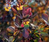 Berberis форма atropurpurea