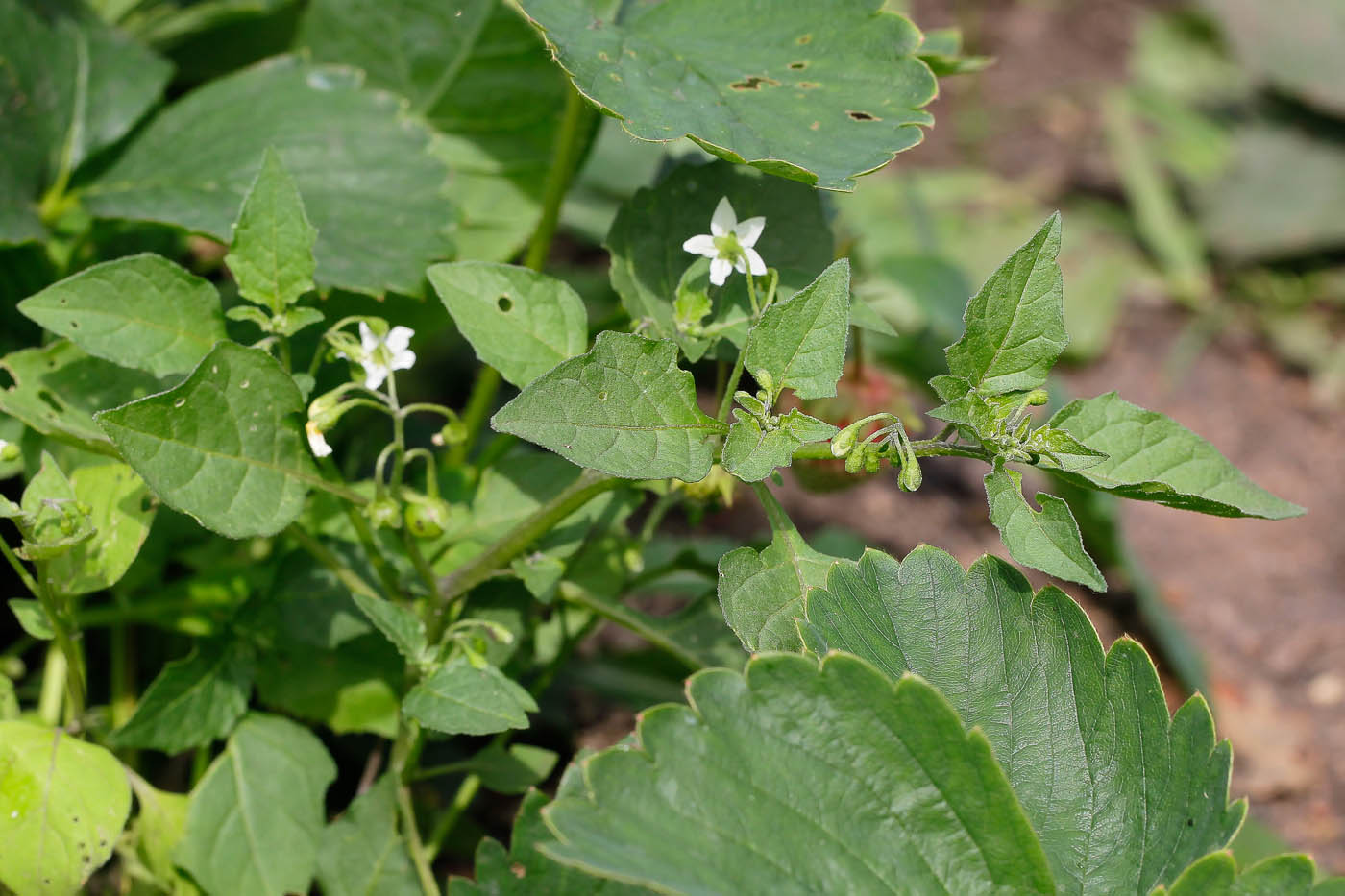 Image of Solanum nigrum specimen.