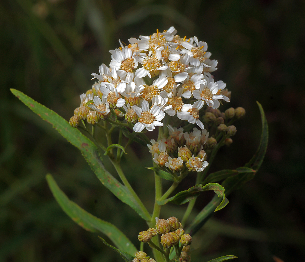 Image of Achillea cartilaginea specimen.