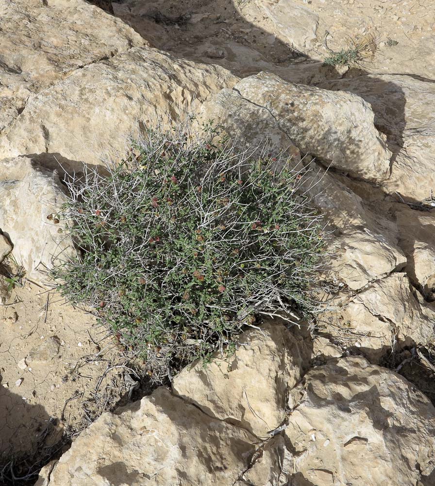 Image of Helianthemum ventosum specimen.