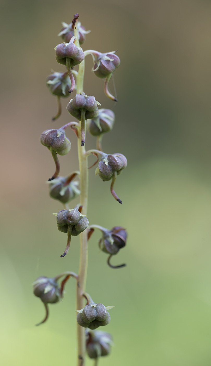 Image of Pyrola rotundifolia specimen.