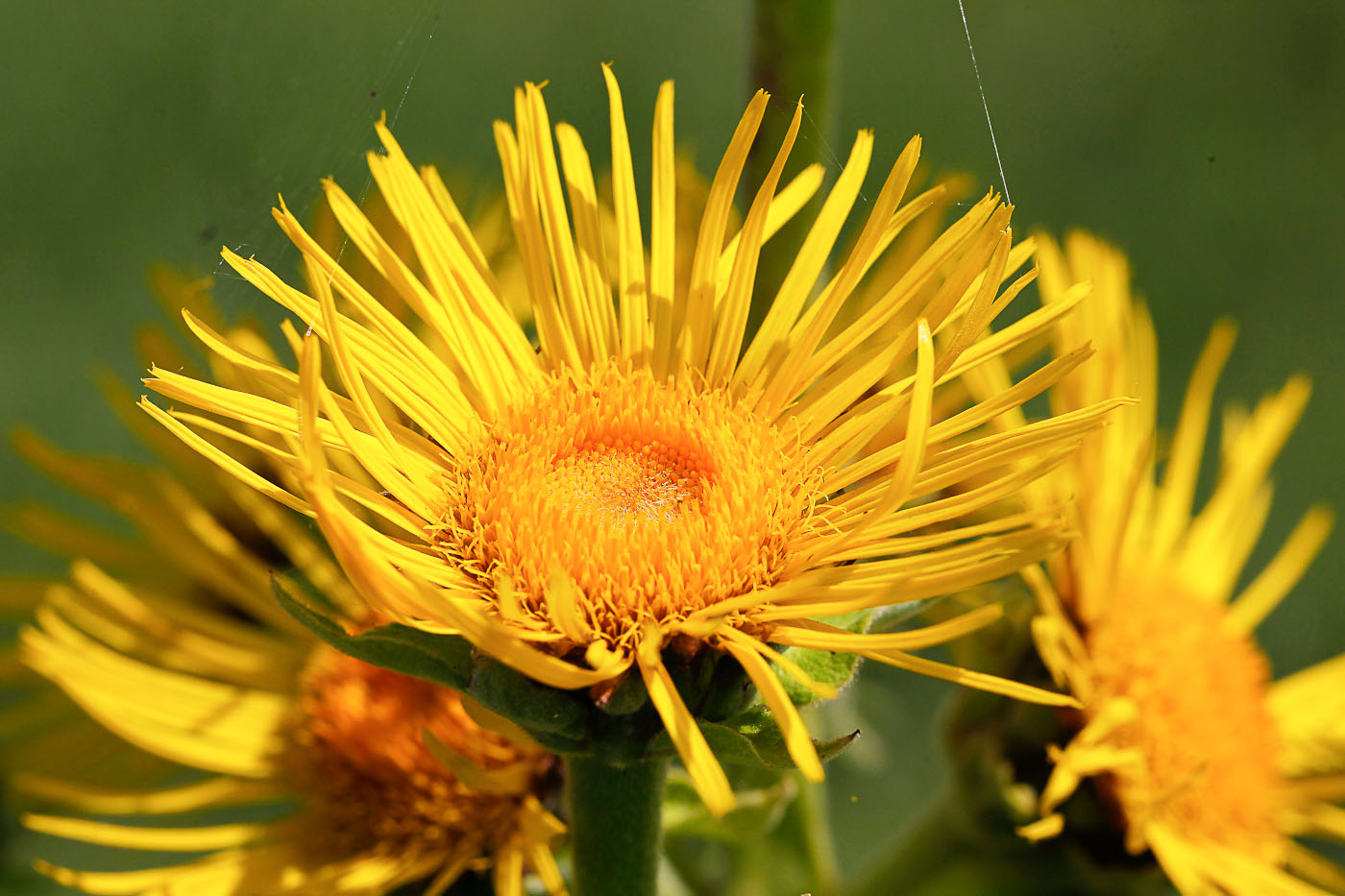 Изображение особи Inula helenium.