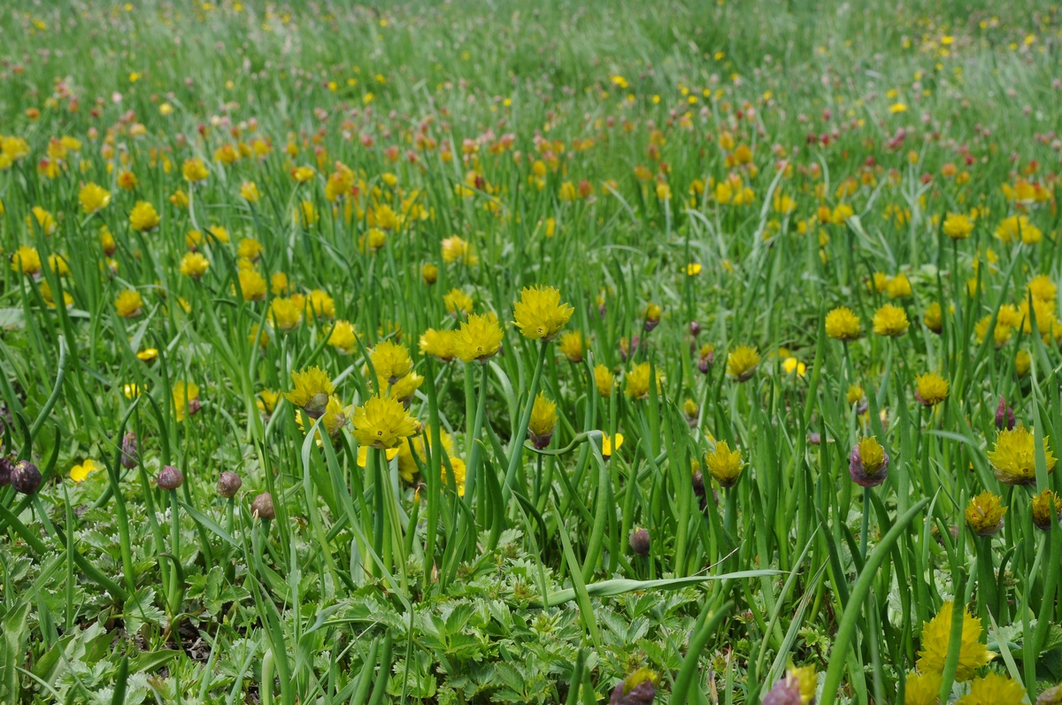 Image of Allium fedtschenkoanum specimen.