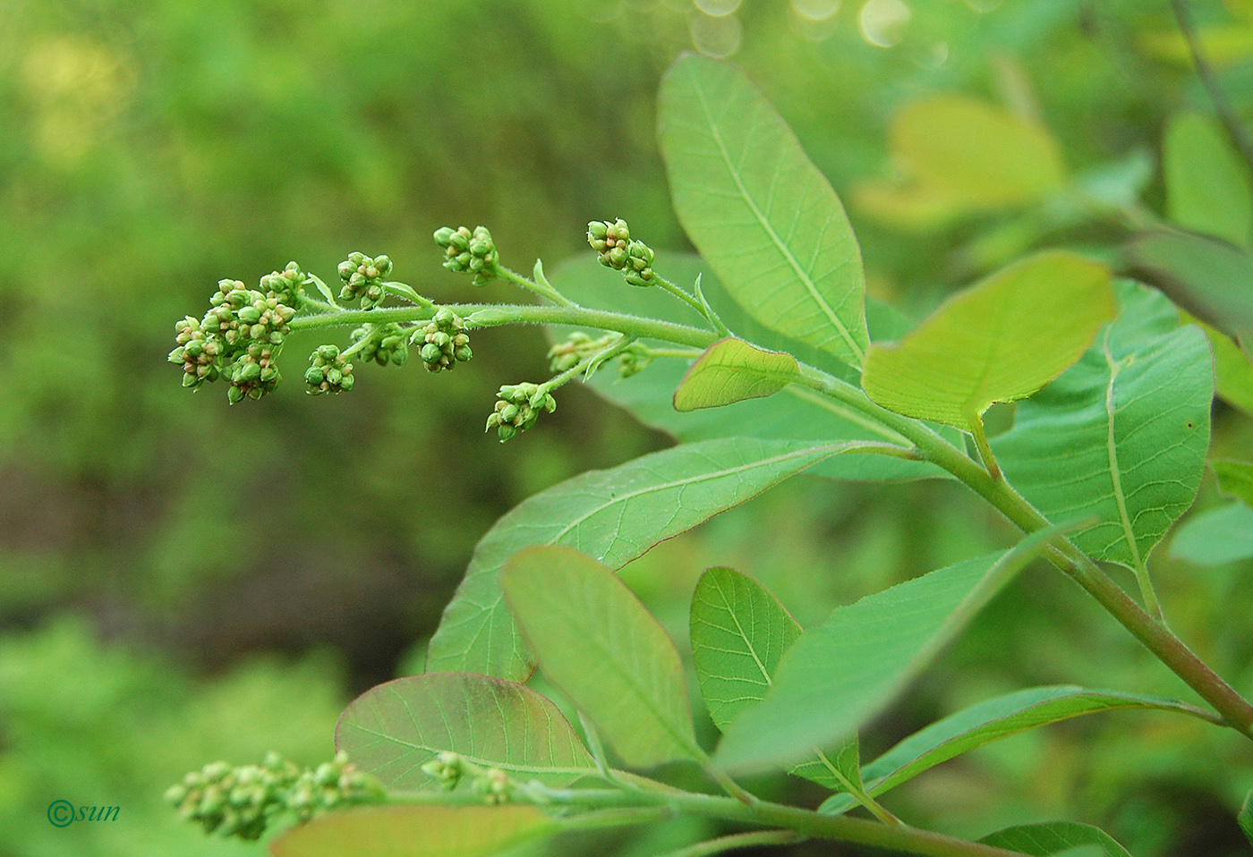 Изображение особи Cotinus coggygria.