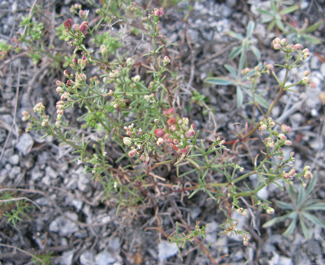 Image of Asperula exasperata specimen.