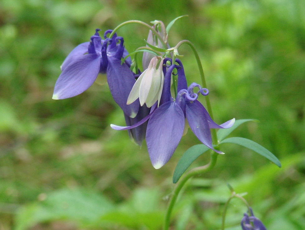 Image of Aquilegia sibirica specimen.