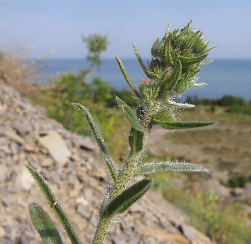 Image of Echium vulgare specimen.