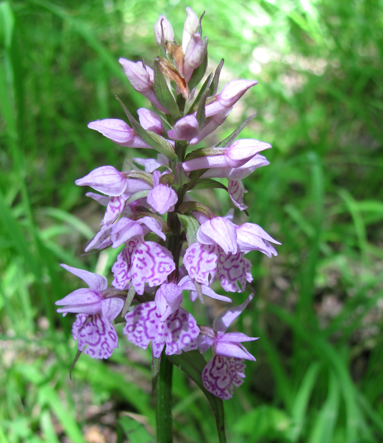 Изображение особи Dactylorhiza urvilleana.