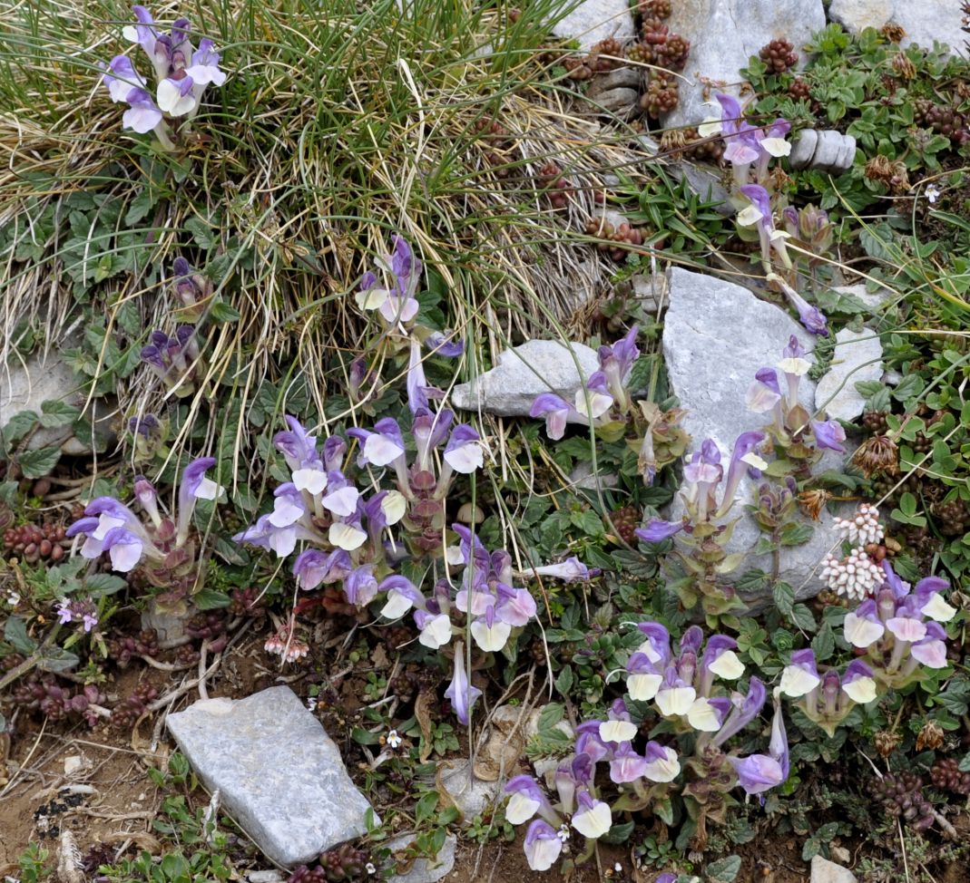 Image of Scutellaria alpina specimen.