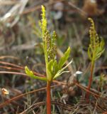 Botrychium lanceolatum