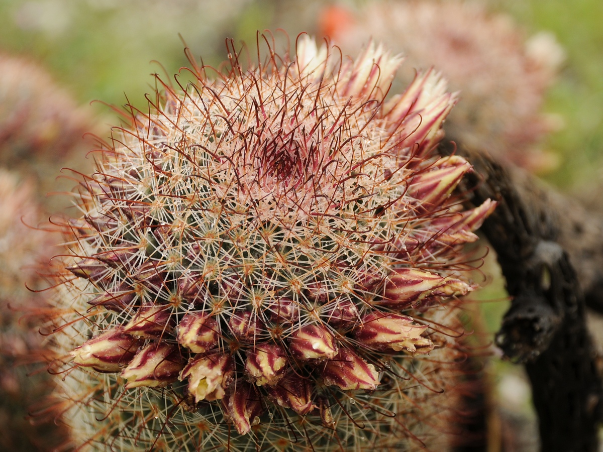 Изображение особи Mammillaria dioica.