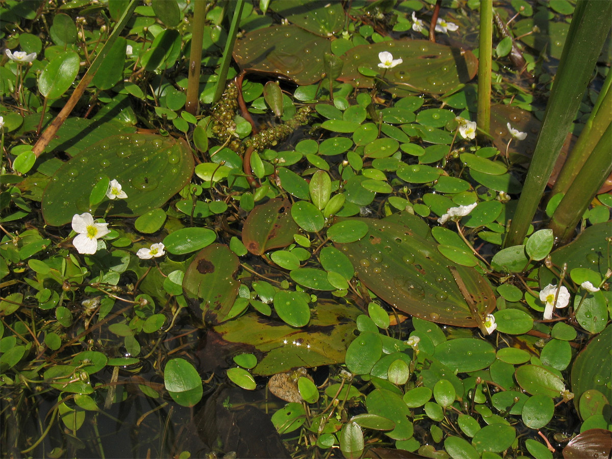 Image of Luronium natans specimen.