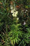 Aconitum anthoroideum. Цветущее растение. Республика Алтай, Шебалинский р-н, долина р. Черная, южный склон. 26 августа 2005 г.