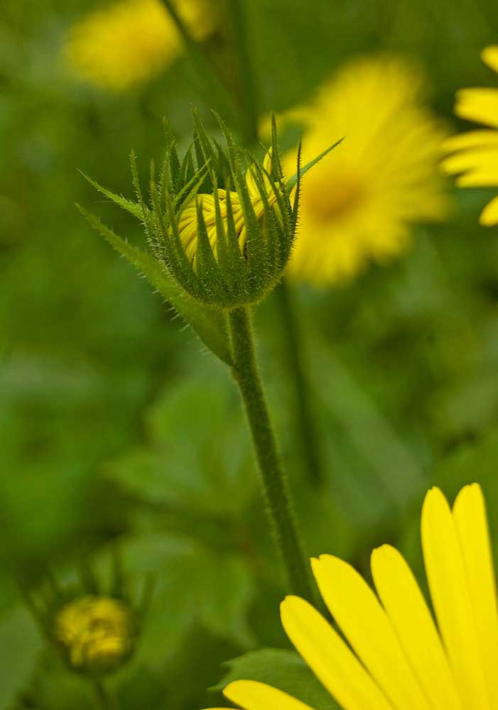 Image of Doronicum pardalianches specimen.