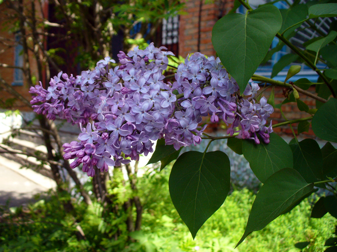 Image of Syringa vulgaris specimen.