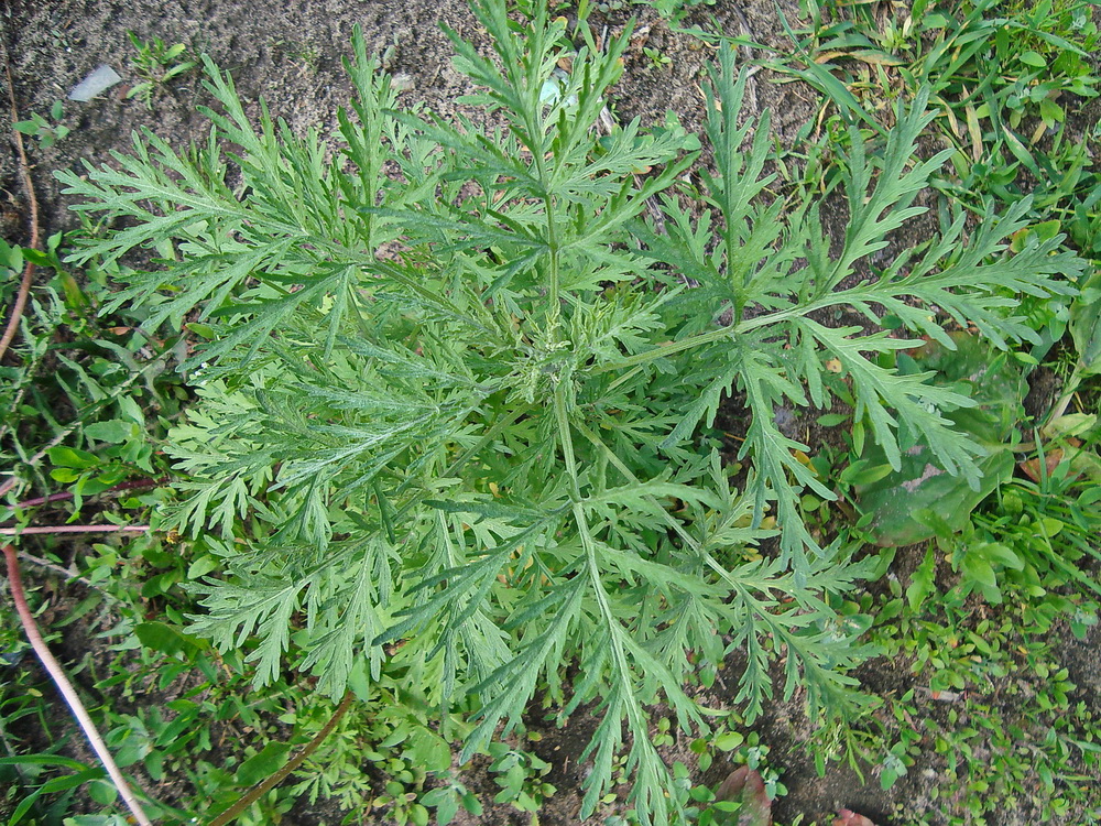 Image of Artemisia sieversiana specimen.