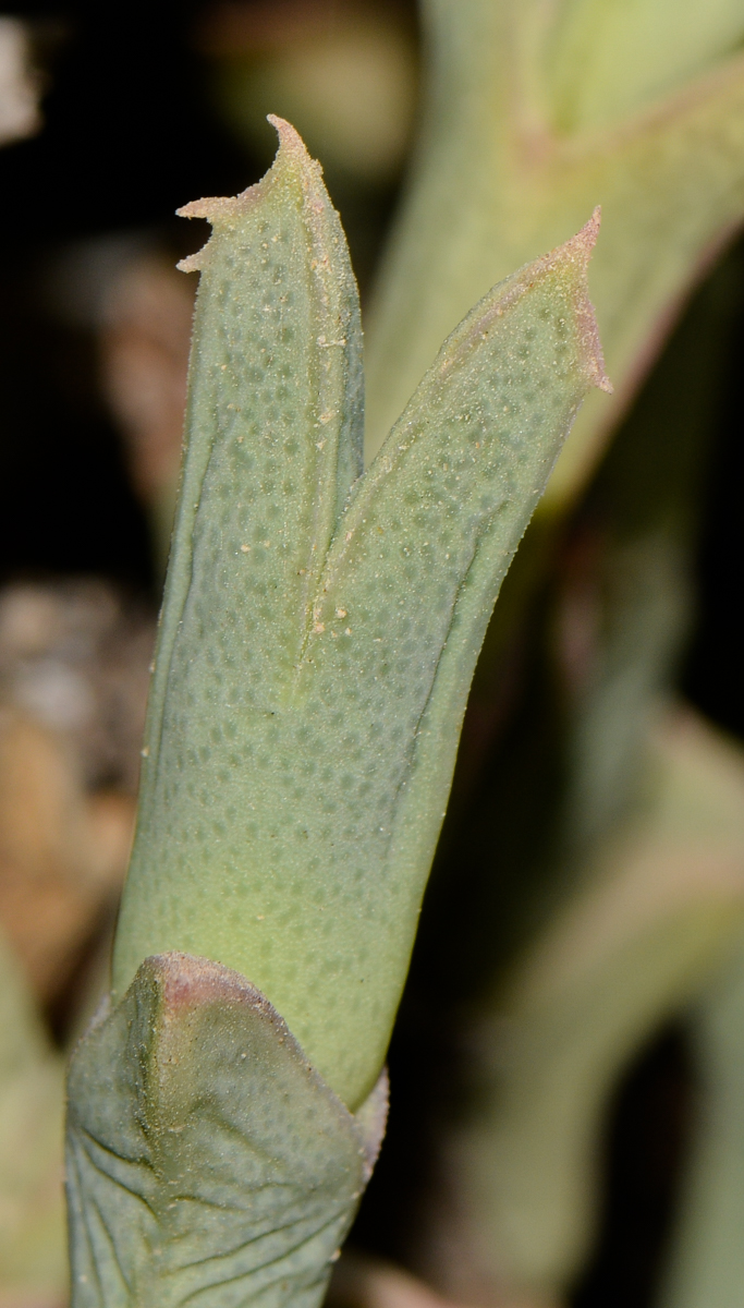 Image of Ruschia perfoliata specimen.