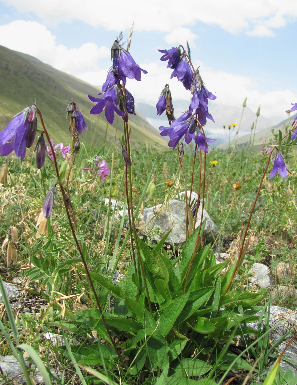 Изображение особи род Campanula.