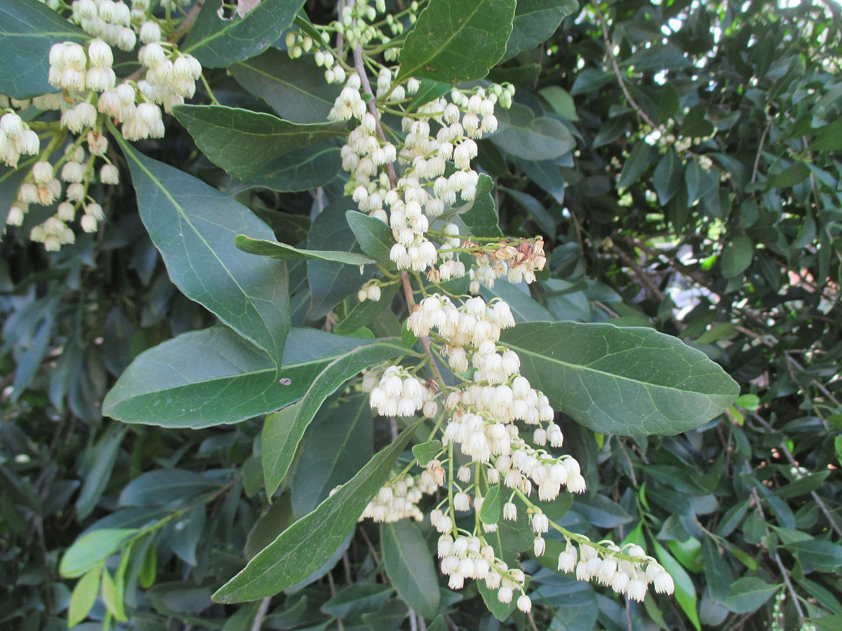 Image of Elaeocarpus obovatus specimen.