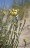 Helichrysum stoechas