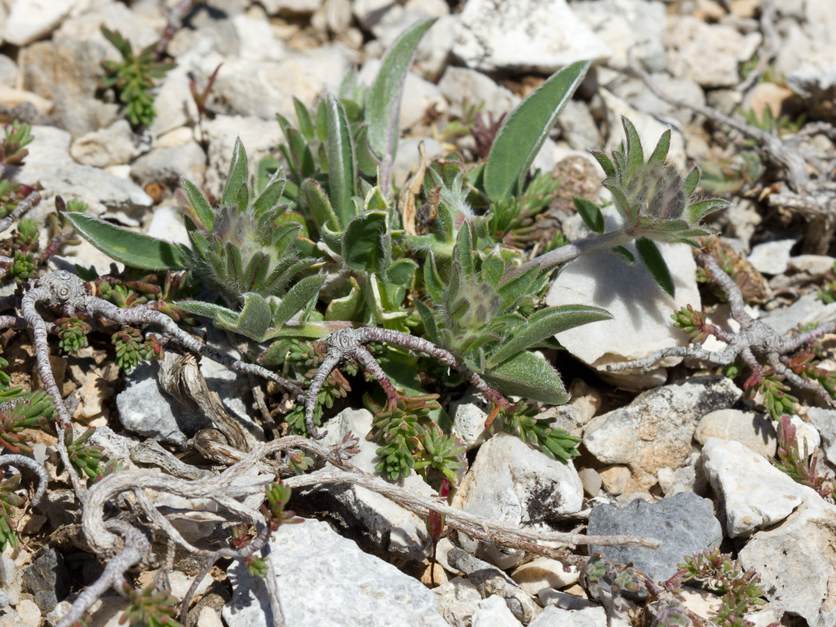 Image of Anthyllis vulneraria ssp. rubriflora specimen.
