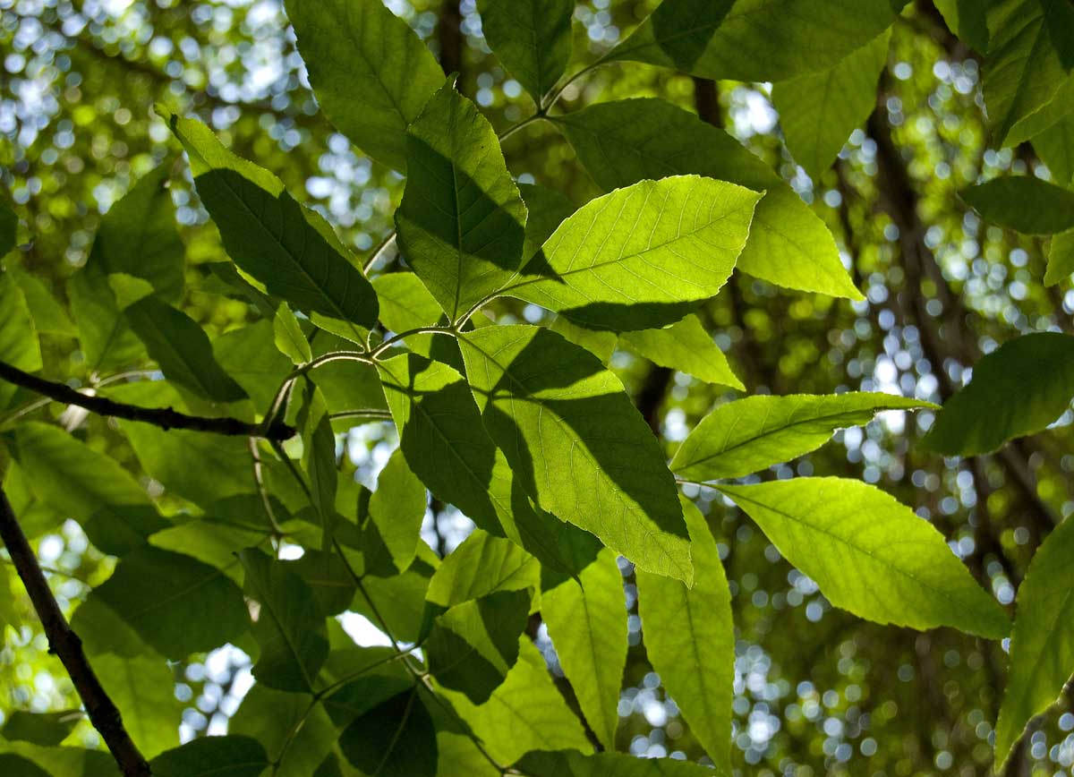 Изображение особи Fraxinus pennsylvanica.