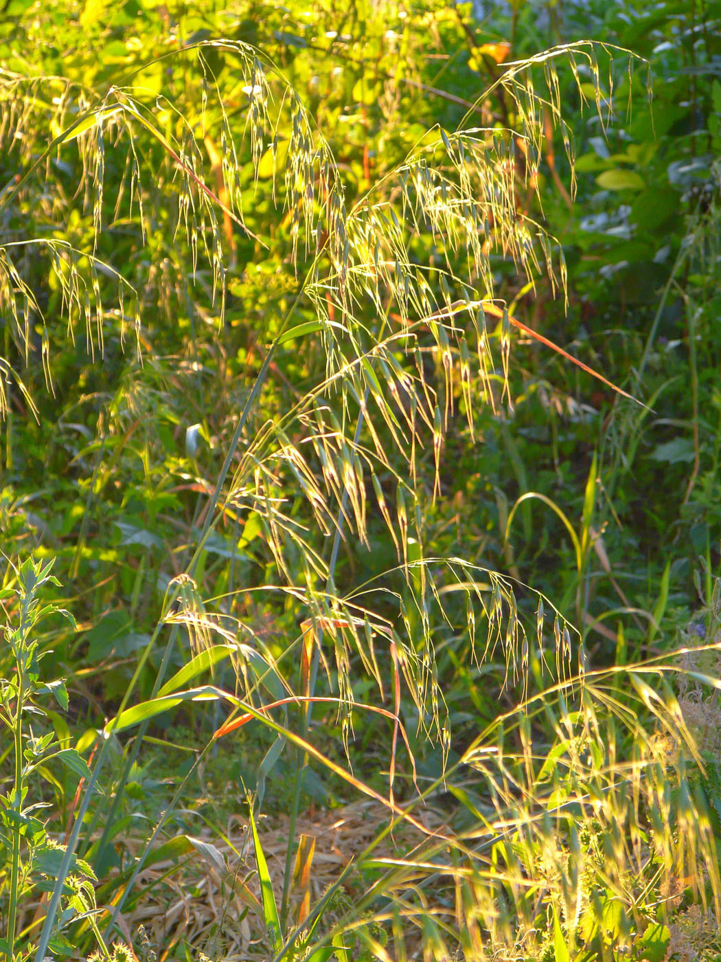 Image of Avena fatua specimen.