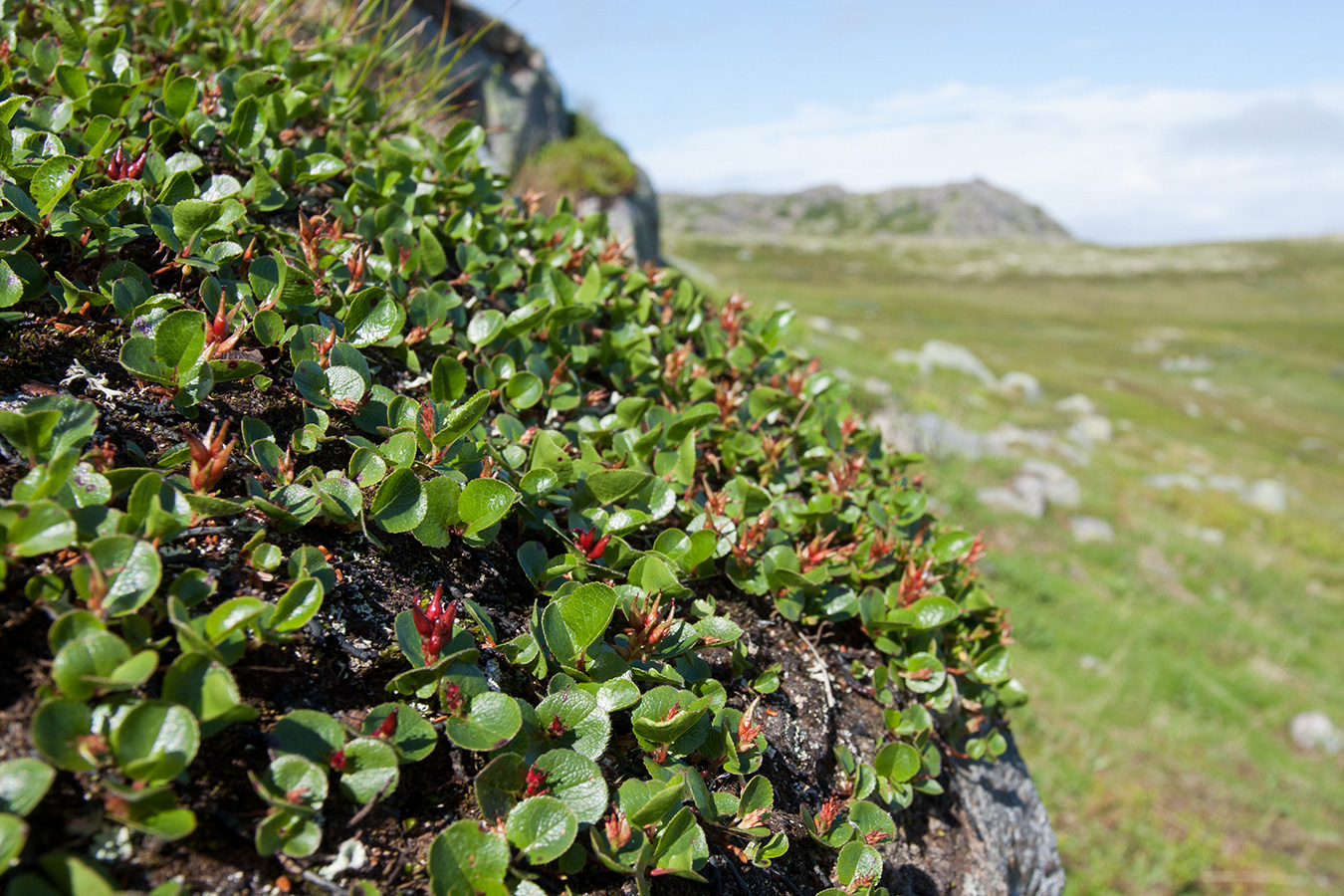 Ива травянистая (Salix herbacea)