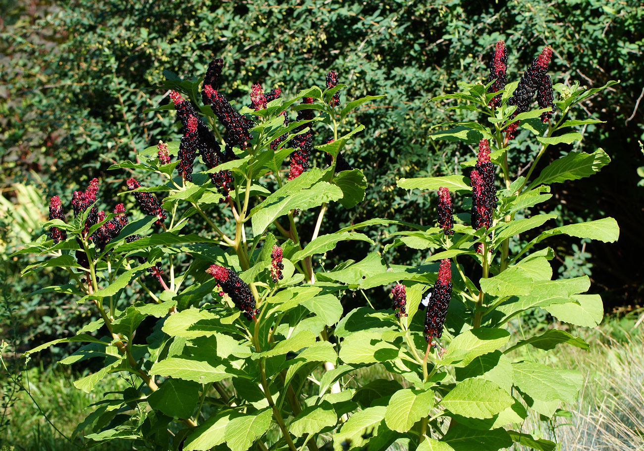 Image of Phytolacca acinosa specimen.