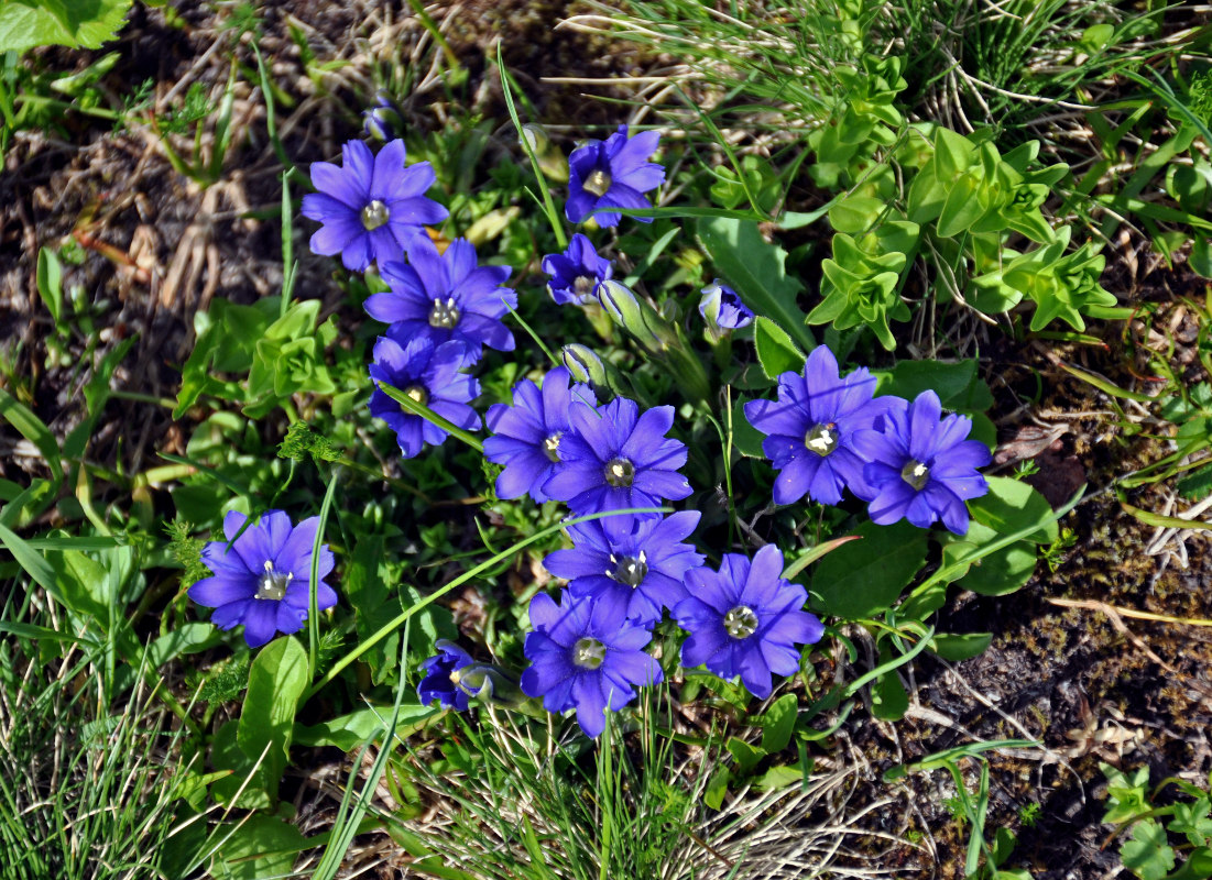 Image of Gentiana dshimilensis specimen.