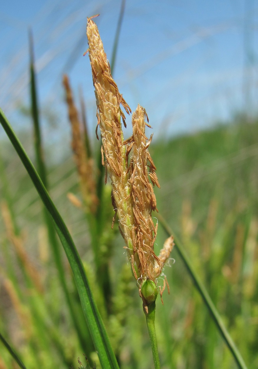 Image of genus Carex specimen.