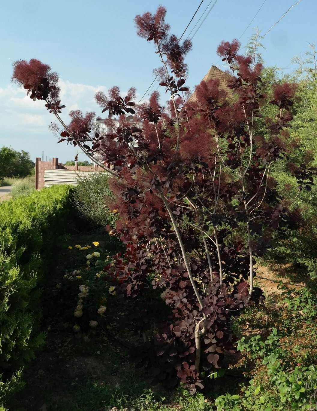 Image of Cotinus coggygria specimen.