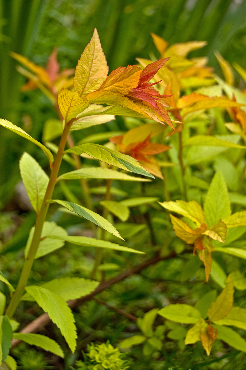 Image of Spiraea japonica specimen.