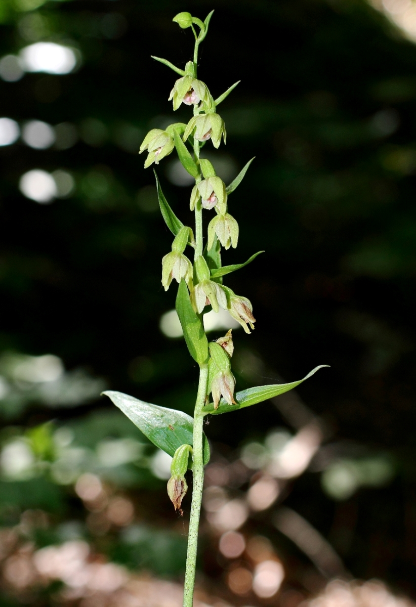 Изображение особи Epipactis persica.