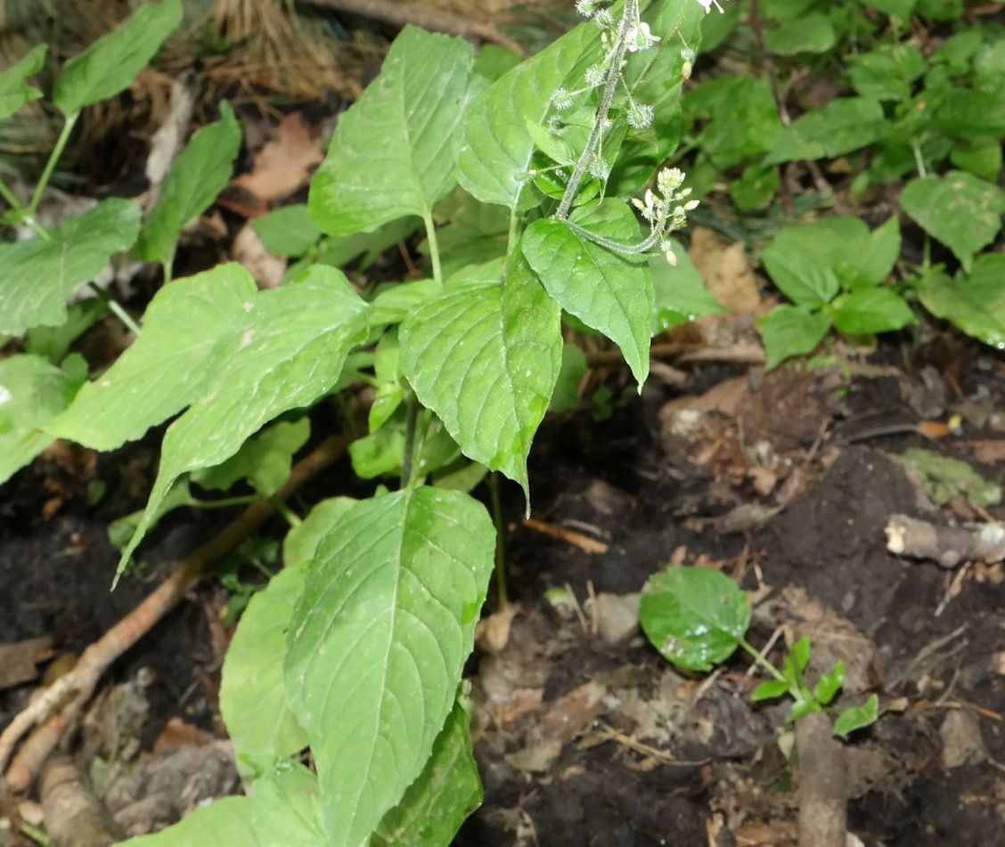 Image of Circaea lutetiana specimen.