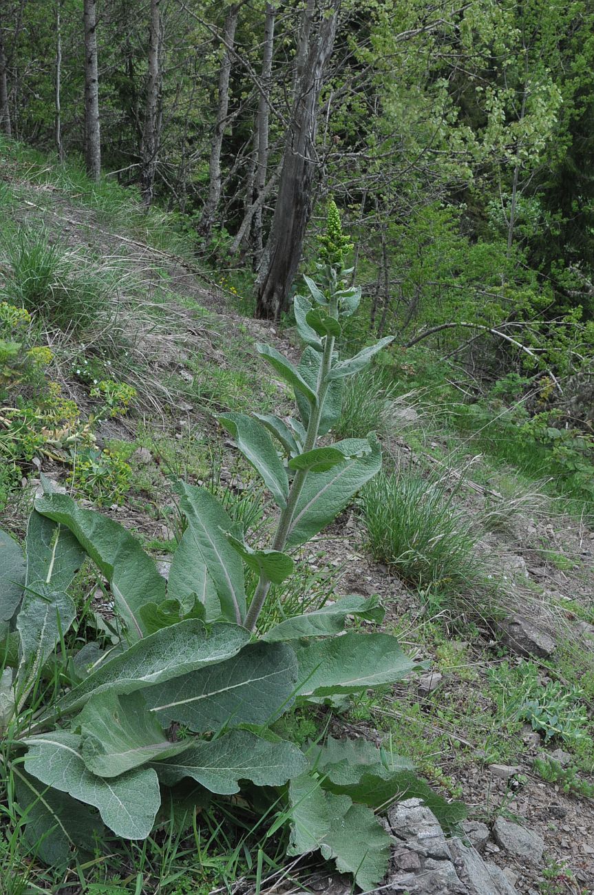 Image of genus Verbascum specimen.