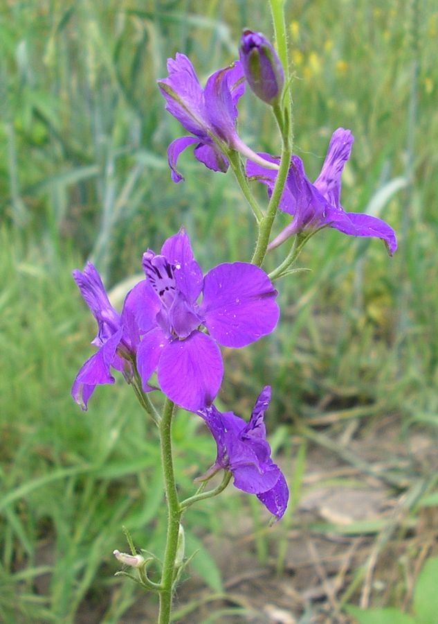 Изображение особи Delphinium hispanicum.